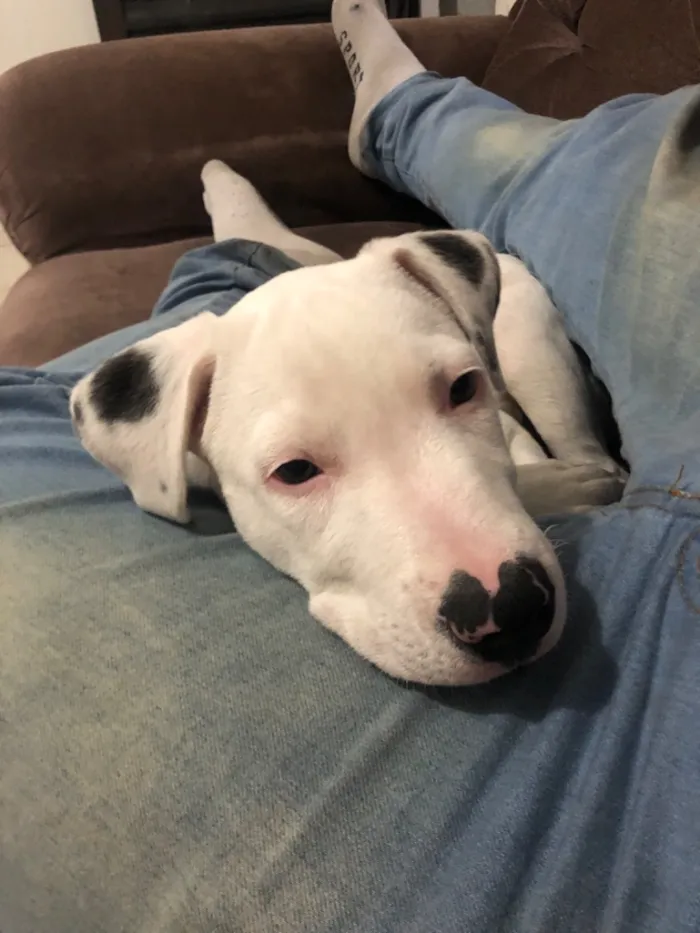 Cachorro raça Pit-Bull idade 1 ano nome Foni 