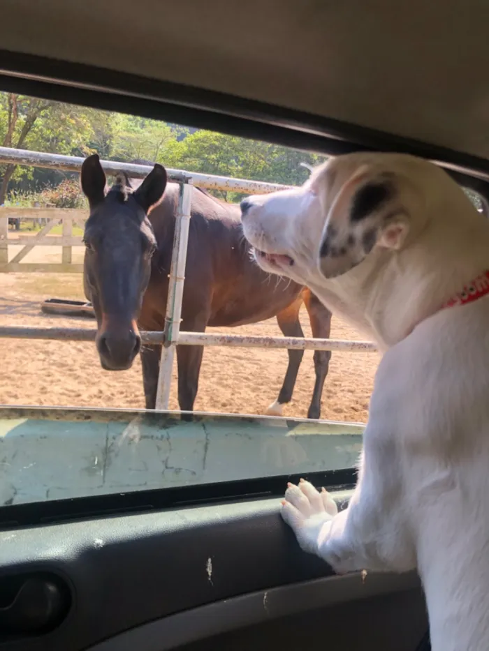 Cachorro raça Pit-Bull idade 1 ano nome Foni 