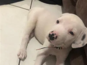 Cachorro raça Pit-Bull idade 1 ano nome Foni 