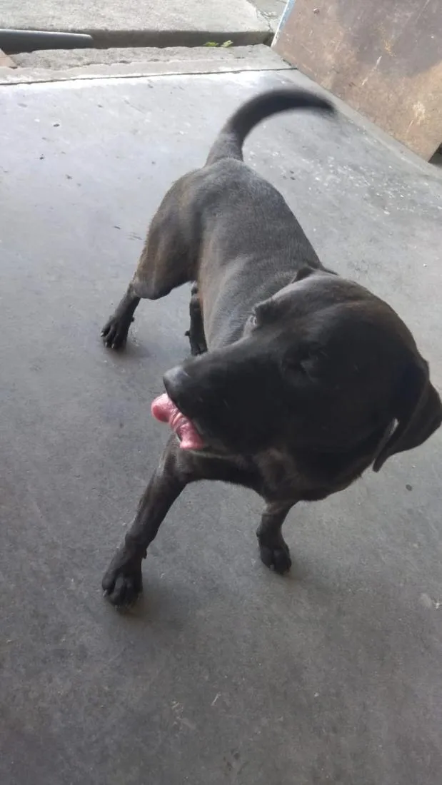 Cachorro raça Labrador idade 2 a 6 meses nome Vini