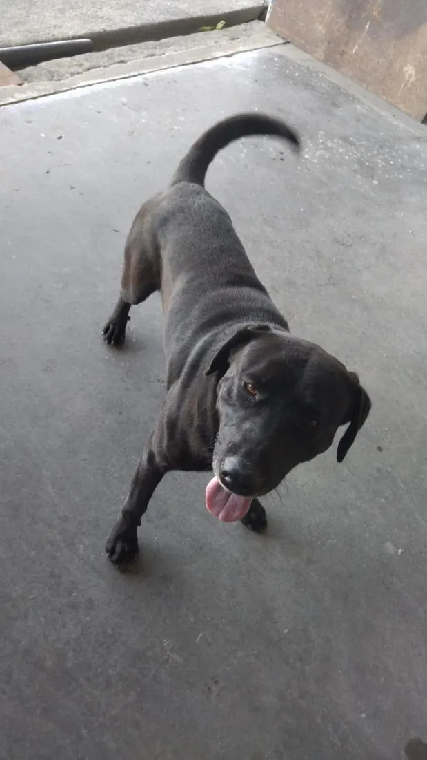 Cachorro raça Labrador idade 2 a 6 meses nome Vini