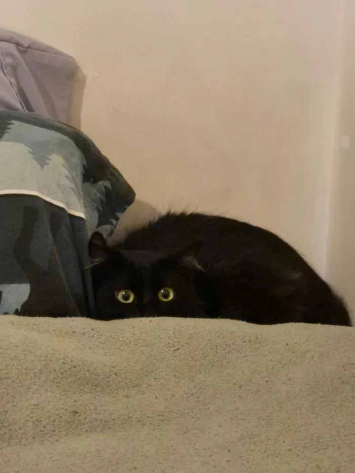 Gato raça SRD-ViraLata idade 7 a 11 meses nome Luna