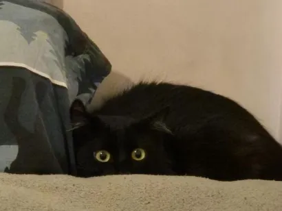 Gato raça SRD-ViraLata idade 2 a 6 meses nome Luna