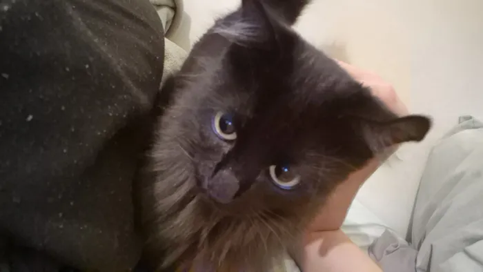 Gato raça SRD-ViraLata idade 7 a 11 meses nome Luna
