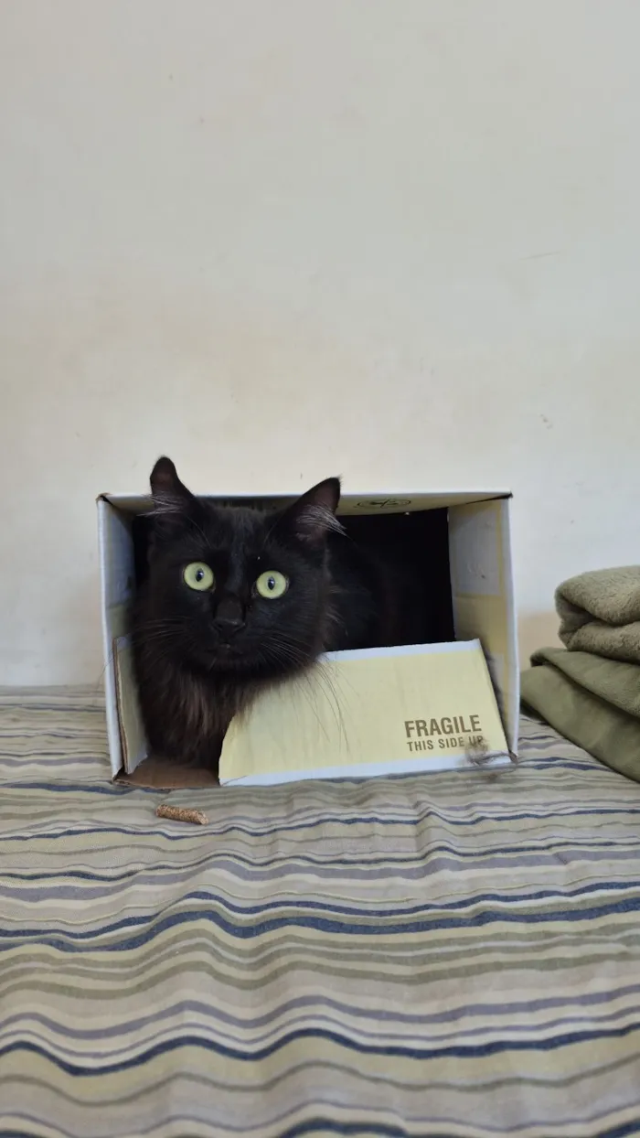 Gato raça SRD-ViraLata idade 7 a 11 meses nome Luna