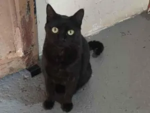 Gato raça SRD-ViraLata idade 5 anos nome Morfeu