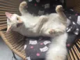 Zig 
