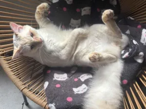 Gato raça SRD-ViraLata idade 7 a 11 meses nome Zig 
