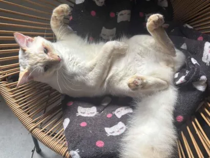 Gato raça SRD-ViraLata idade 7 a 11 meses nome Zig 