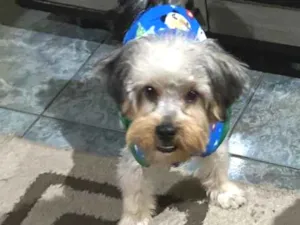 Cachorro raça Shitzu idade 1 ano nome Hulk