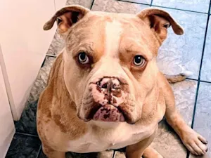 Cachorro raça Pit-Bull idade 2 anos nome Apollo
