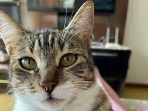 Gato raça SRD-ViraLata idade 1 ano nome Mel