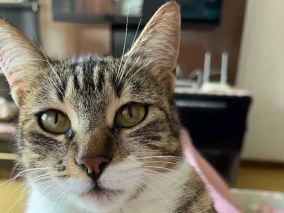 Gato raça SRD-ViraLata idade 1 ano nome Mel
