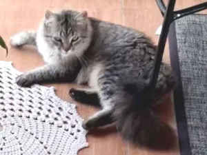 Gato raça Exótico idade 7 a 11 meses nome Zaya