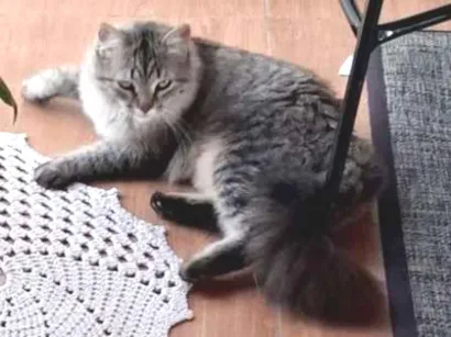 Gato raça Exótico idade 7 a 11 meses nome Zaya