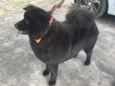 Apólo 