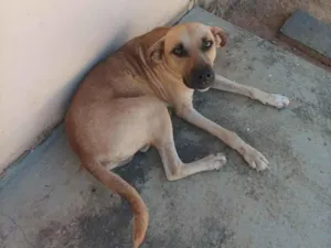 Cachorro raça SRD-ViraLata idade 3 anos nome Grandalhão