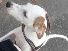 Cachorro raça SRD-ViraLata idade 7 a 11 meses nome Cookes