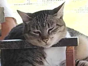Gato raça SRD-ViraLata idade 6 ou mais anos nome sofy
