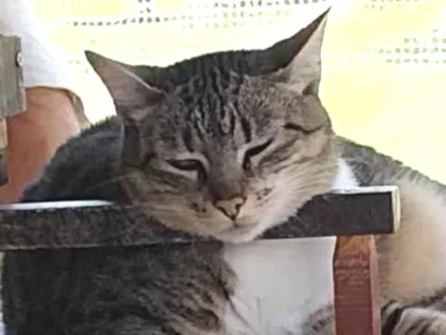 Gato raça SRD-ViraLata idade 6 ou mais anos nome sofy