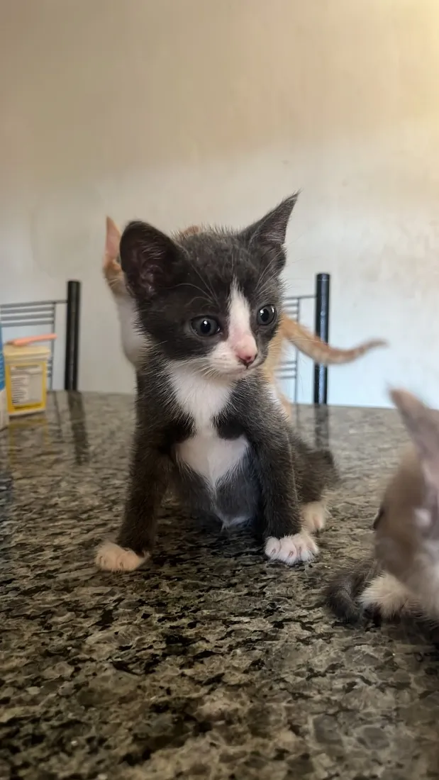 Gato raça SRD-ViraLata idade 2 a 6 meses nome Frajola 