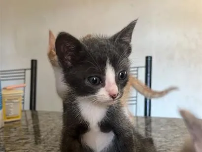 Gato raça SRD-ViraLata idade 2 a 6 meses nome Frajola 