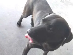 Cachorro raça Labrador idade 2 a 6 meses nome Vini