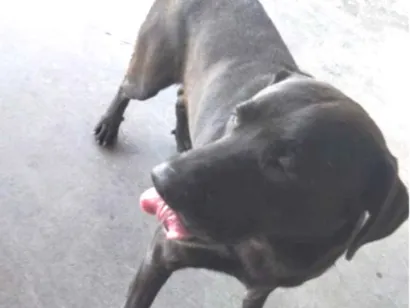 Cachorro raça Labrador idade 2 a 6 meses nome Vini