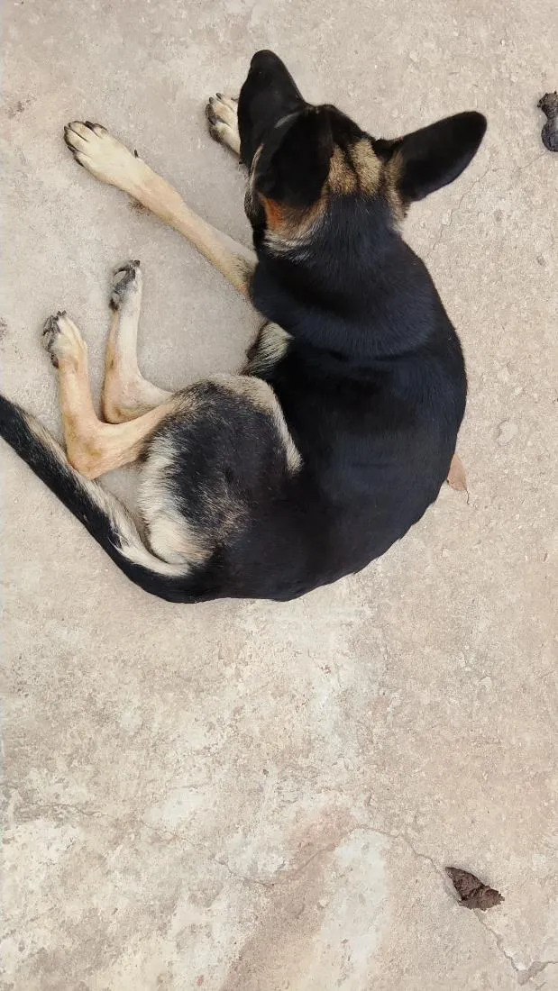 Cachorro raça Pastor Alemão idade 1 ano nome Mel