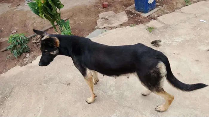 Cachorro raça Pastor Alemão idade 1 ano nome Mel