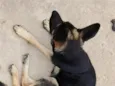 Mel