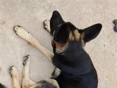 Cachorro raça Pastor Alemão idade 1 ano nome Mel