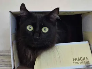 Gato raça SRD-ViraLata idade 7 a 11 meses nome Luna
