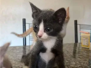 Gato raça SRD-ViraLata idade 2 a 6 meses nome Frajola 