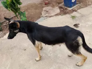 Cachorro raça Pastor Alemão idade 1 ano nome Mel