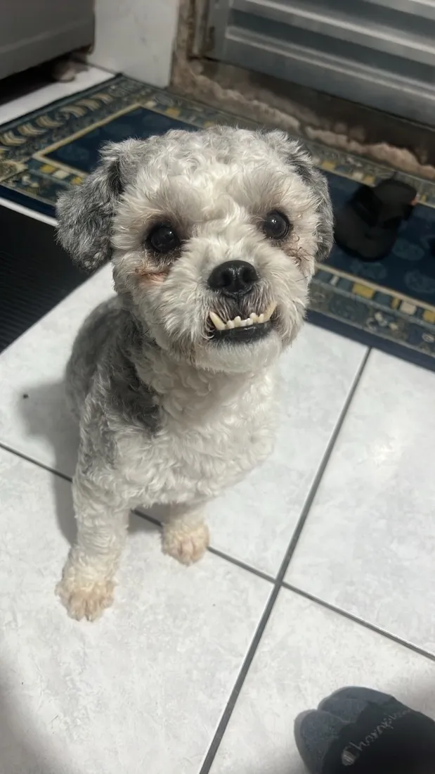 Cachorro raça SRD-ViraLata idade 1 ano nome Radahn 