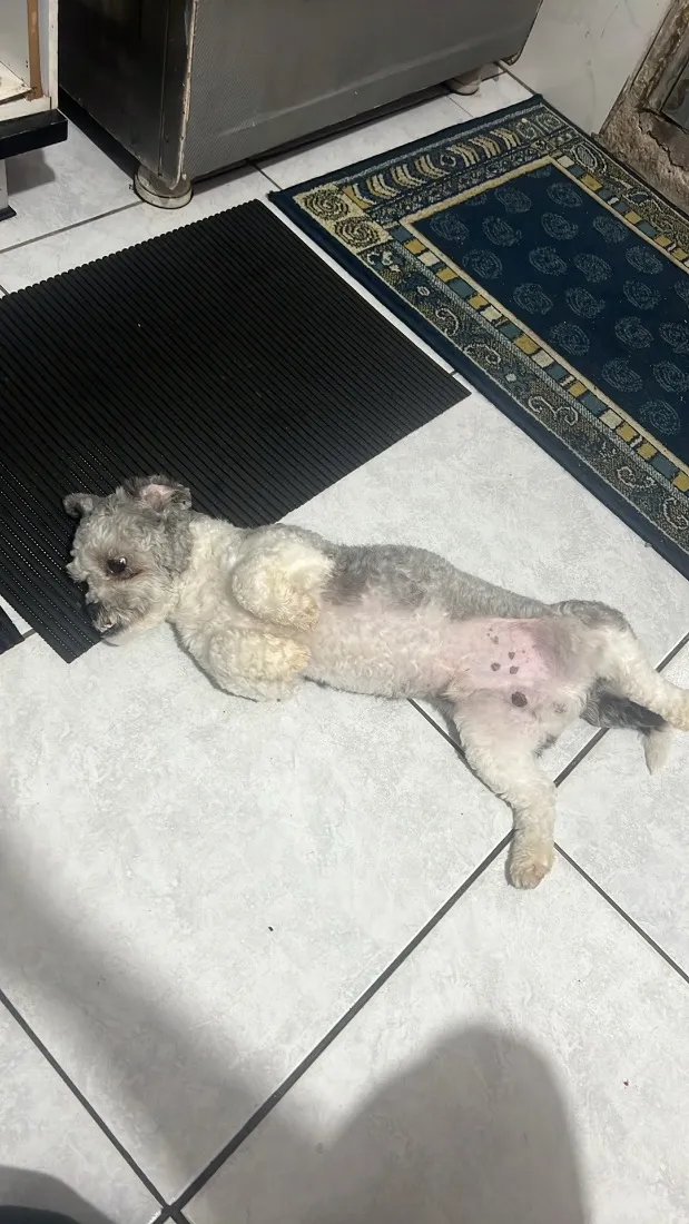 Cachorro raça SRD-ViraLata idade 1 ano nome Radahn 