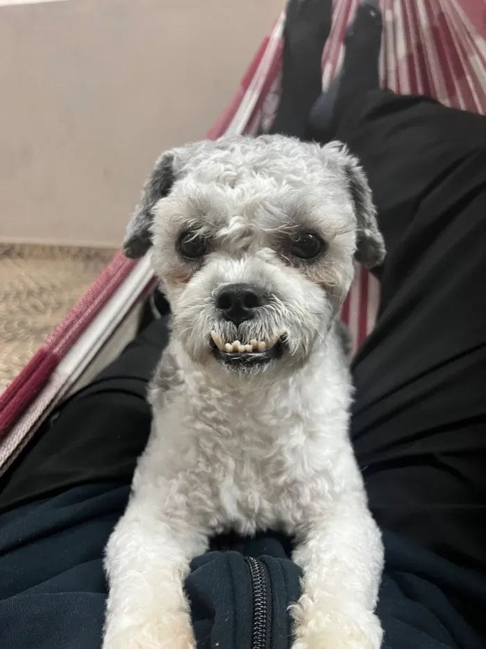 Cachorro raça SRD-ViraLata idade 1 ano nome Radahn 