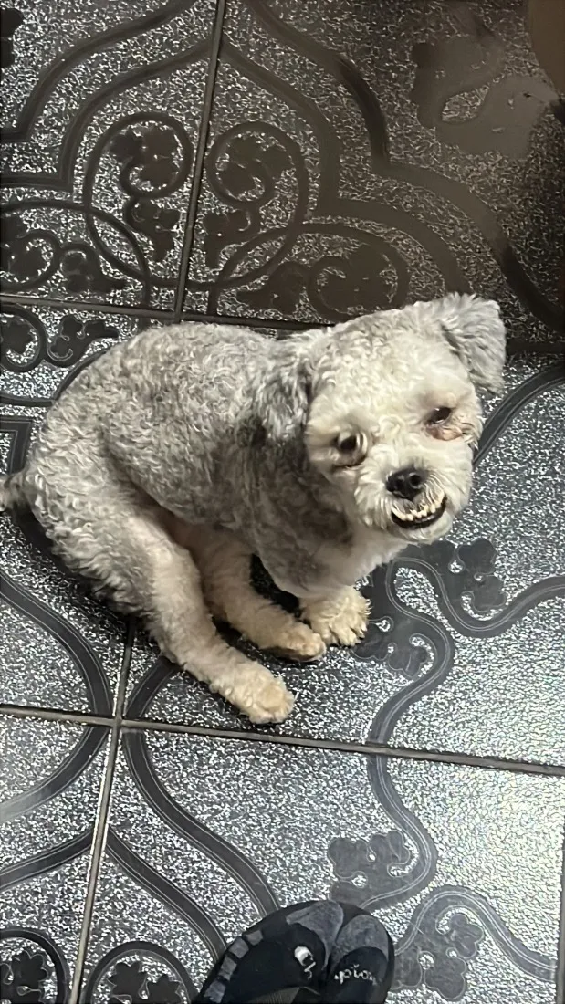 Cachorro raça SRD-ViraLata idade 1 ano nome Radahn 