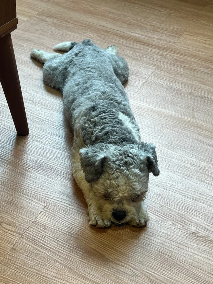 Cachorro raça SRD-ViraLata idade 1 ano nome Radahn 