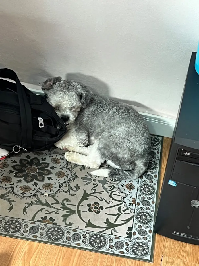 Cachorro raça SRD-ViraLata idade 1 ano nome Radahn 