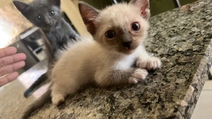Gato raça Siamês idade 2 a 6 meses nome Belinha