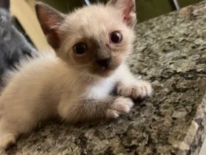 Gato raça Siamês idade 2 a 6 meses nome Belinha