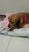 Paçoca