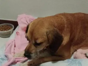Cachorro raça SRD-ViraLata idade 5 anos nome Paçoca