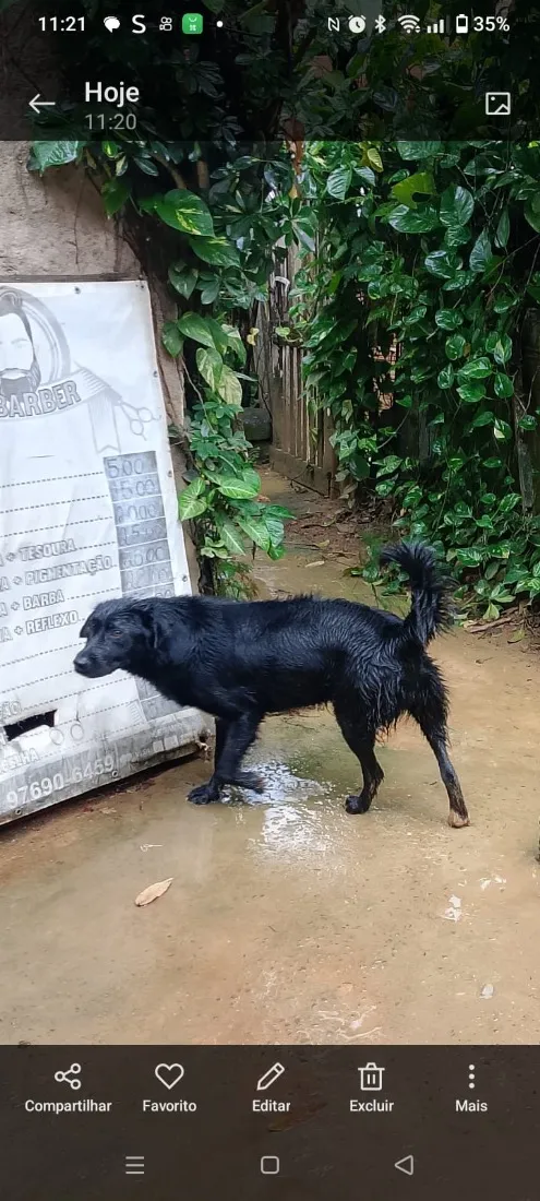 Cachorro raça Labrador idade 2 a 6 meses nome Lua