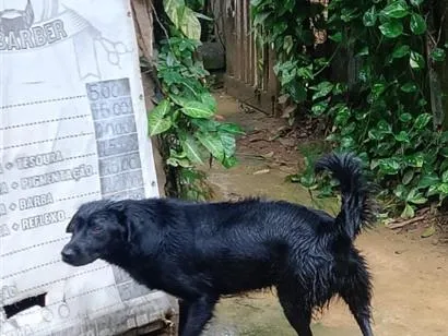 Cachorro raça Labrador idade 2 a 6 meses nome Lua