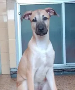 Cachorro raça SRD-ViraLata idade 2 a 6 meses nome Bob 