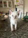 Lupi