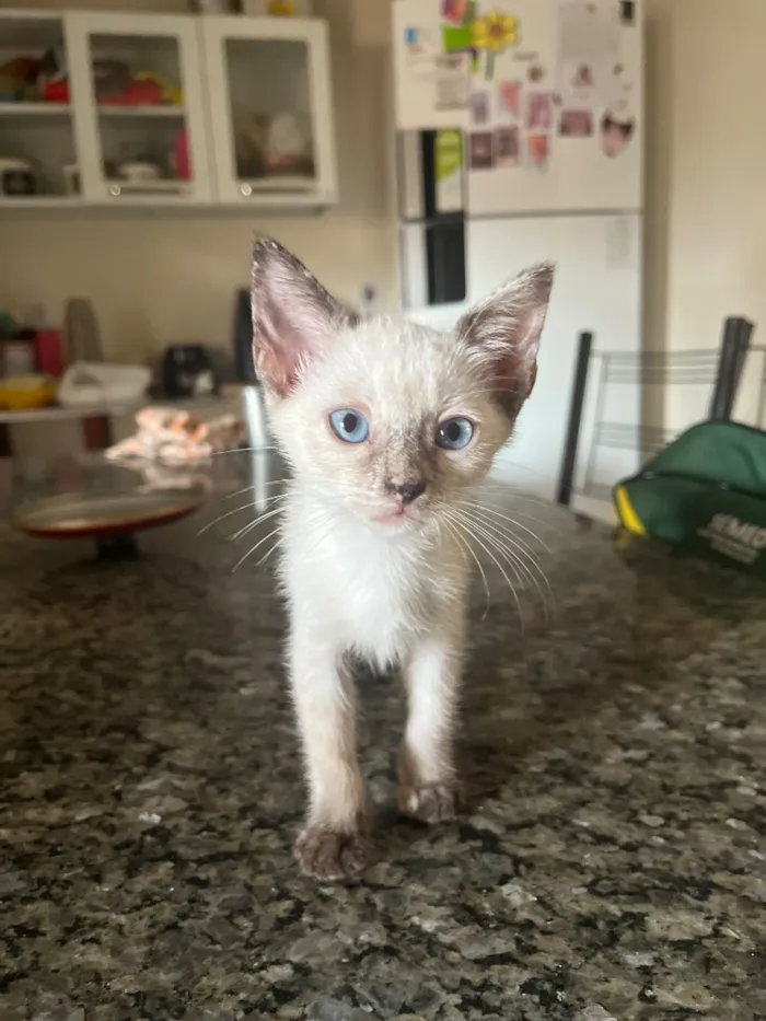 Gato raça SRD-ViraLata idade 2 a 6 meses nome Lupi